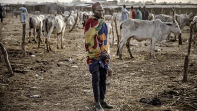A herder and a flock of cattle in Nigeria.
