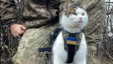 Pet cat named Shayba