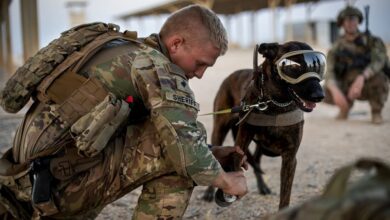US military dog